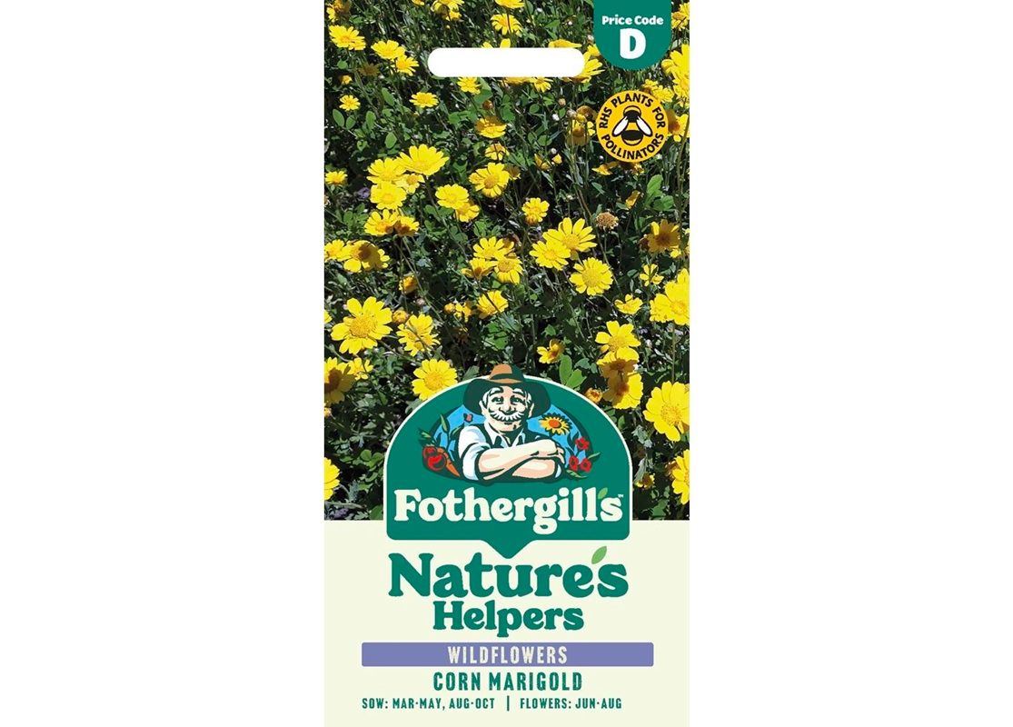 Corn Marigold Corn Marigold