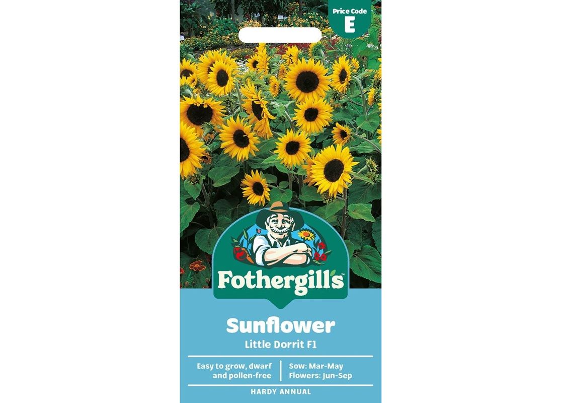 SUNFLOWER Little Dorrit F1