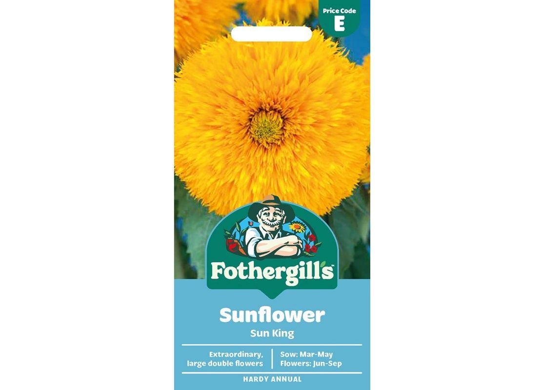 SUNFLOWER Sun King 