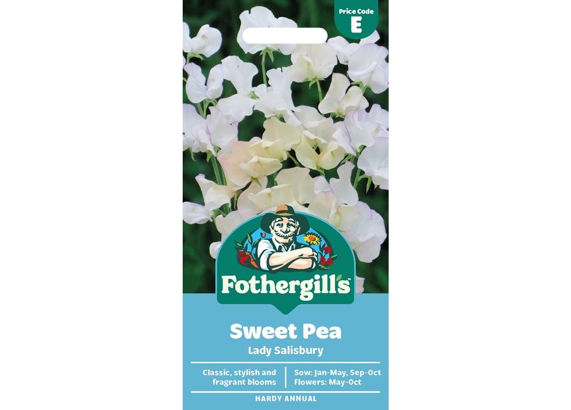 SWEET PEA Lady Salibury