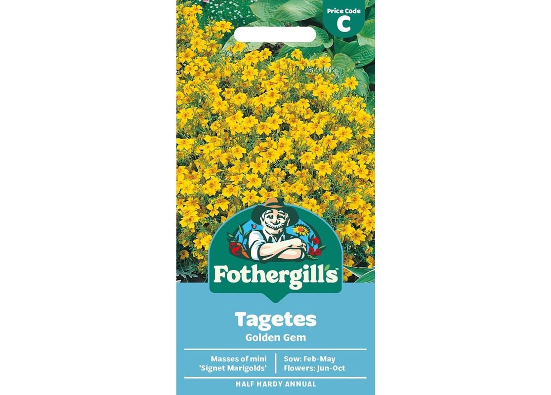 TAGETES Golden Gem TAGETES Golden Gem
