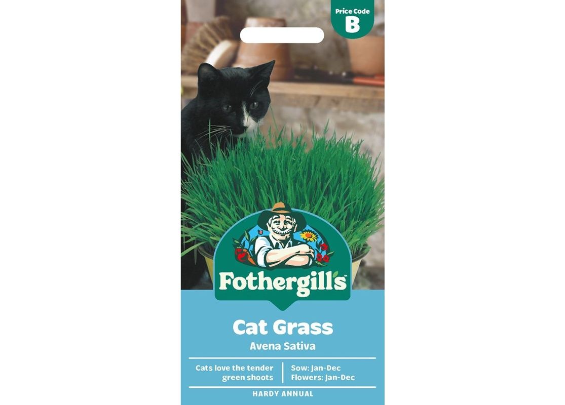 CAT GRASS Avena Sativa CAT GRASS Avena Sativa