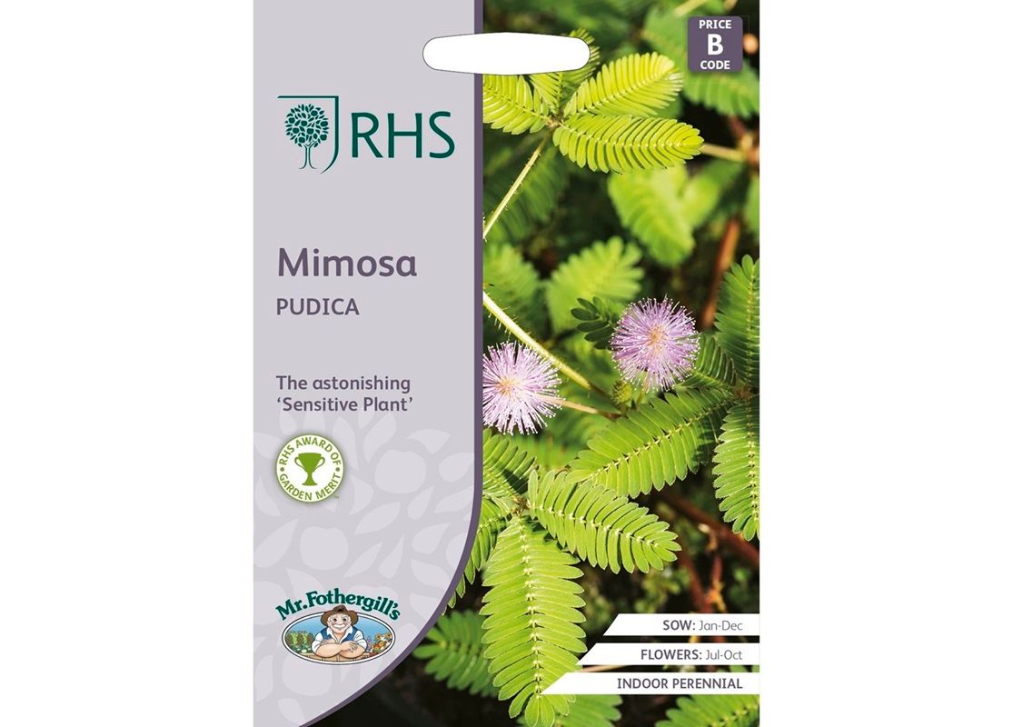 RHS MIMOSA Pudica