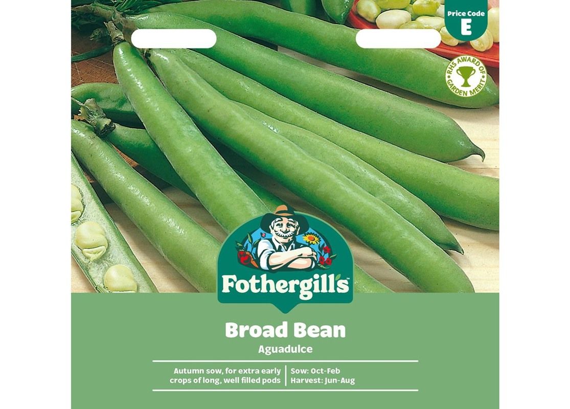 BROAD BEAN Aguadulce