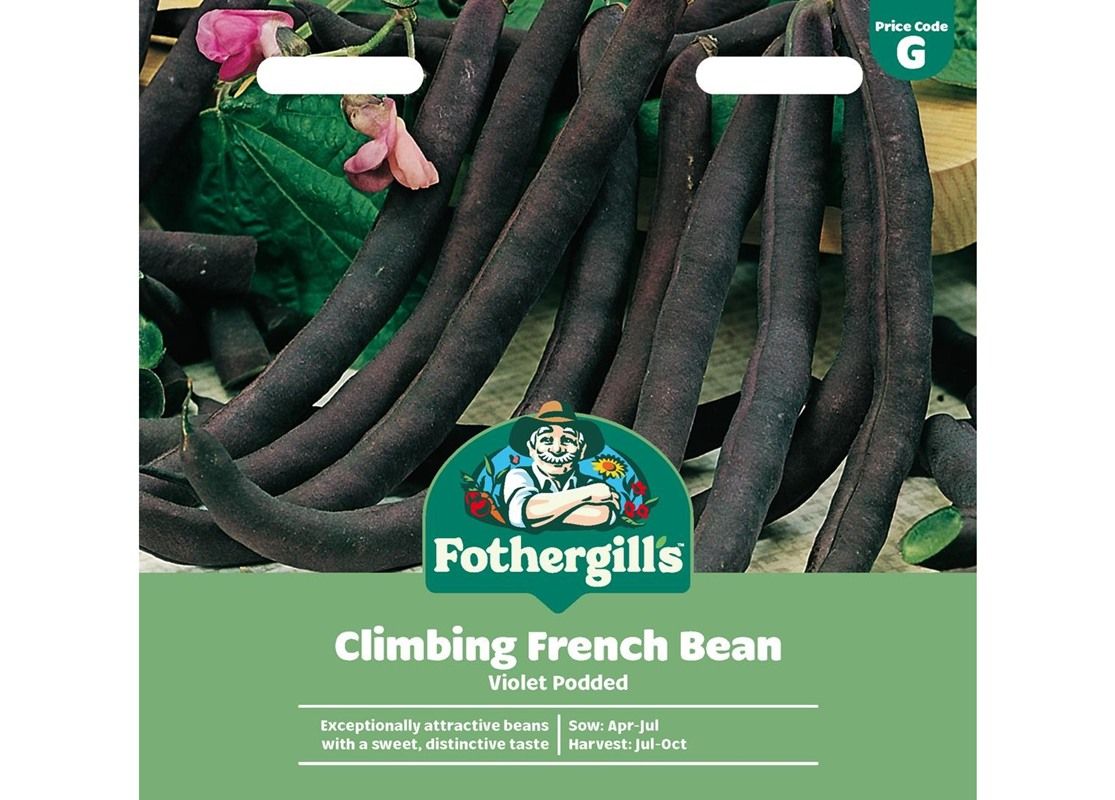 CLIMBING FRENCH BEAN Violet Podded CLIMBING FRENCH BEAN Violet Podded