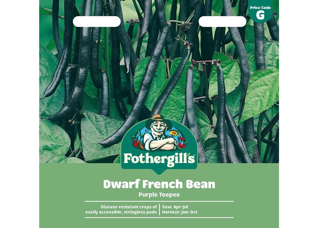 DWARF FRENCH BEAN Purple Teepee