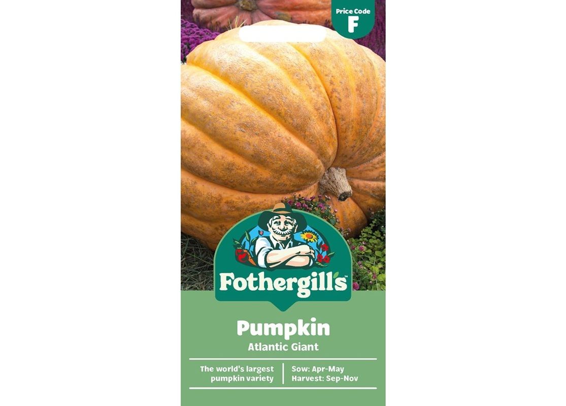 PUMPKIN Atlantic Giant