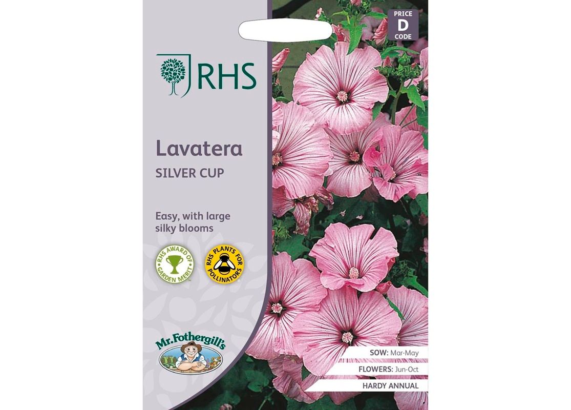 RHS LAVATERA Silver Cup RHS LAVATERA Silver Cup