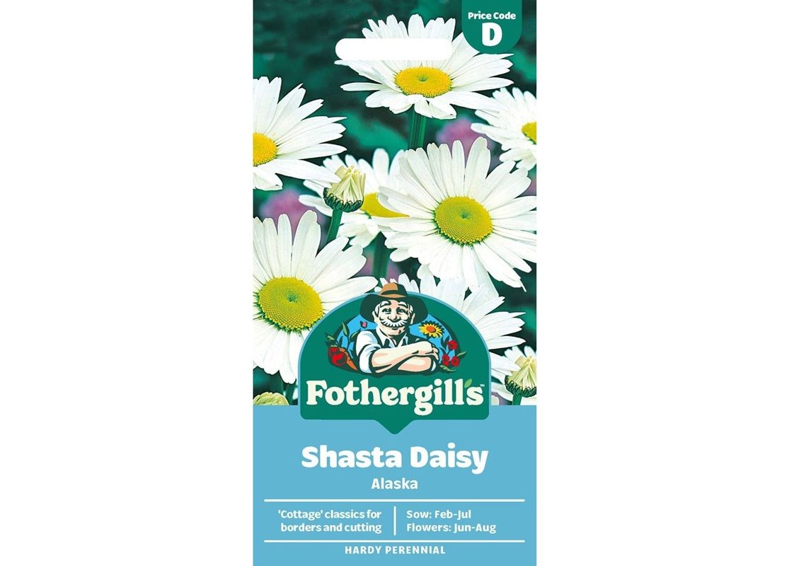 SHASTA DAISY Alaska
