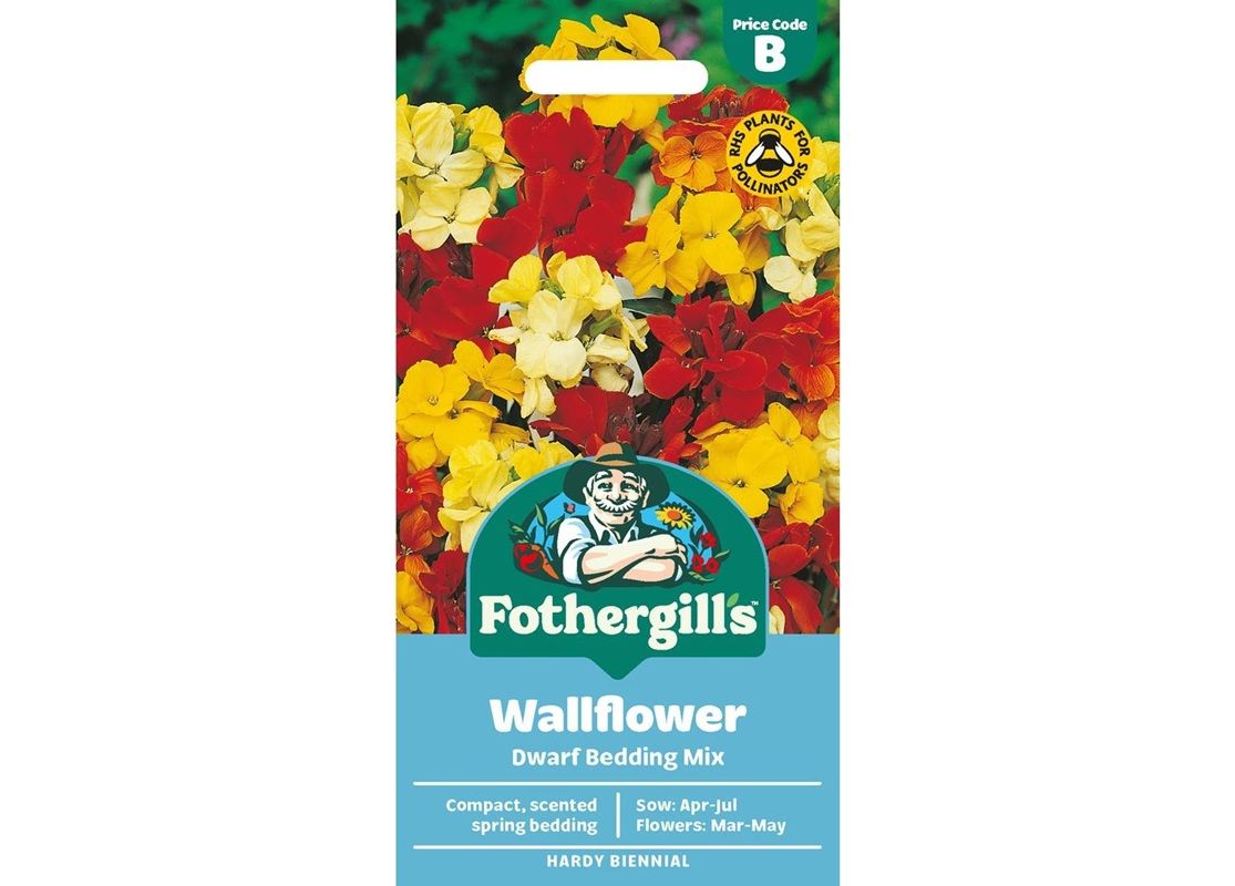 WALLFLOWER Dwarf Bedding Mix