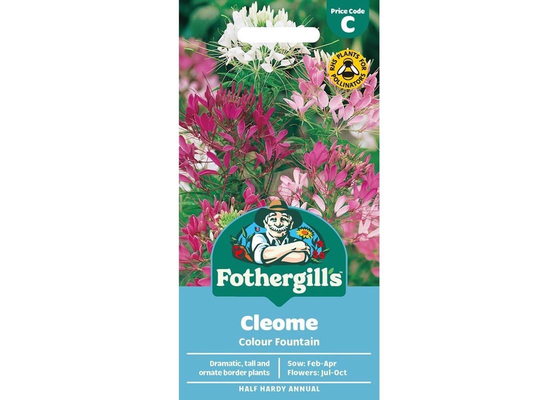 CLEOME Colour Fountain CLEOME Colour Fountain