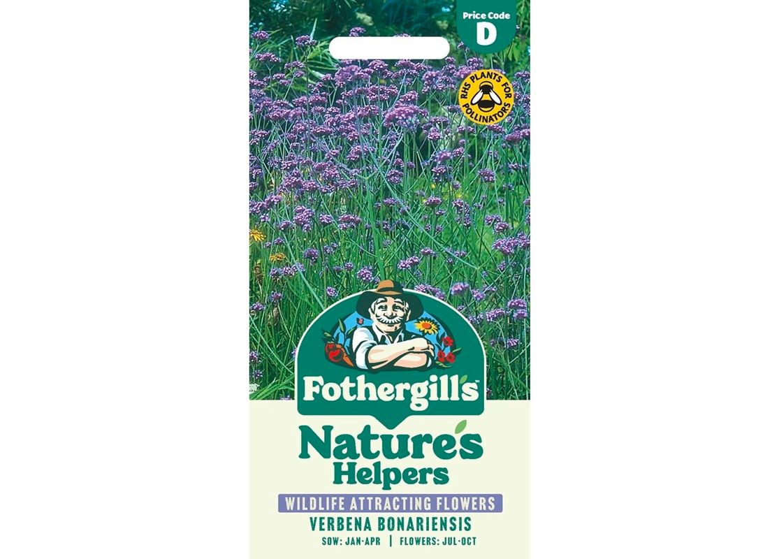 VERBENA bonariensis VERBENA bonariensis