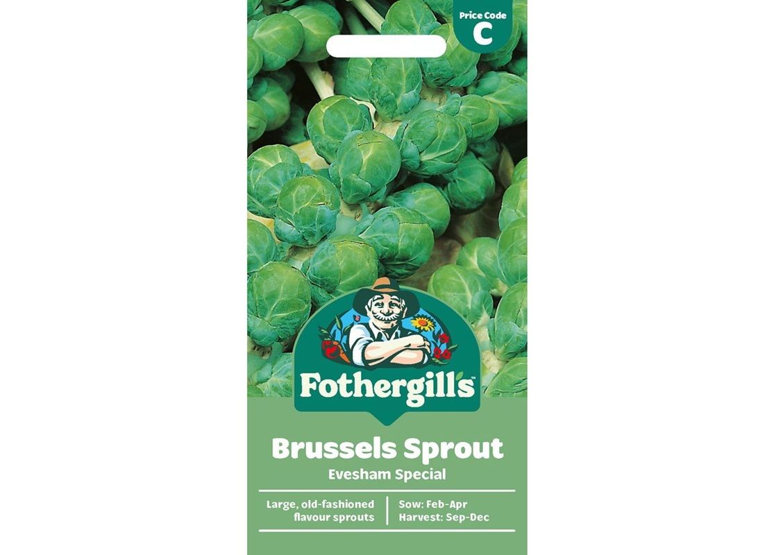 BRUSSELS SPROUT Evesham Special