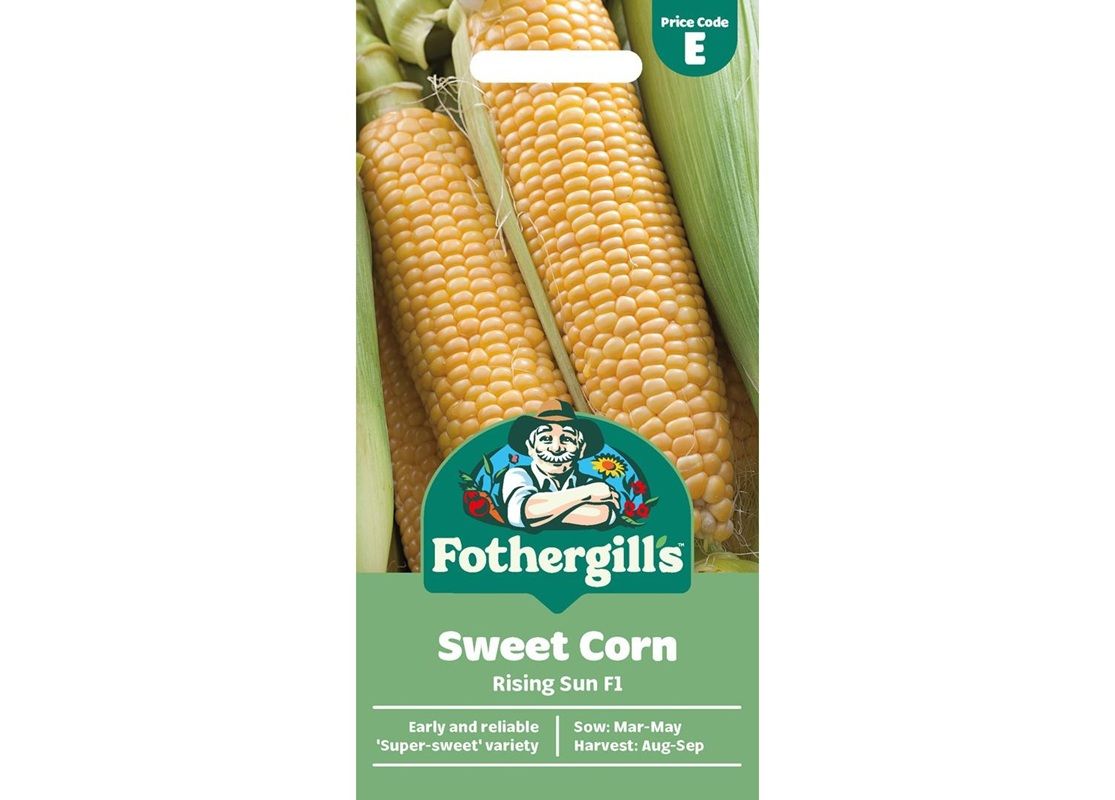 SWEET CORN Rising Sun F1