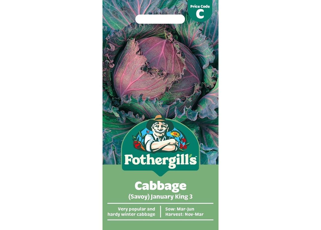 CABBAGE (Savoy) January King 3