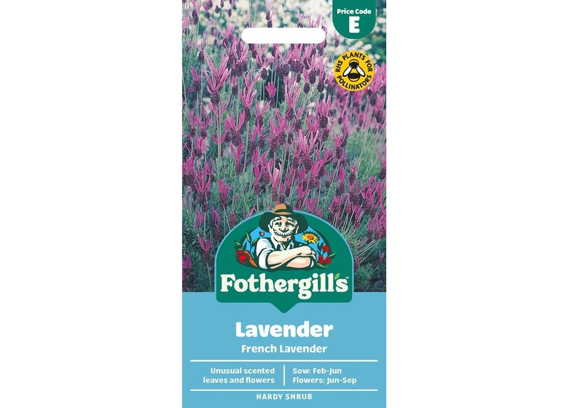 LAVENDER French Lavender