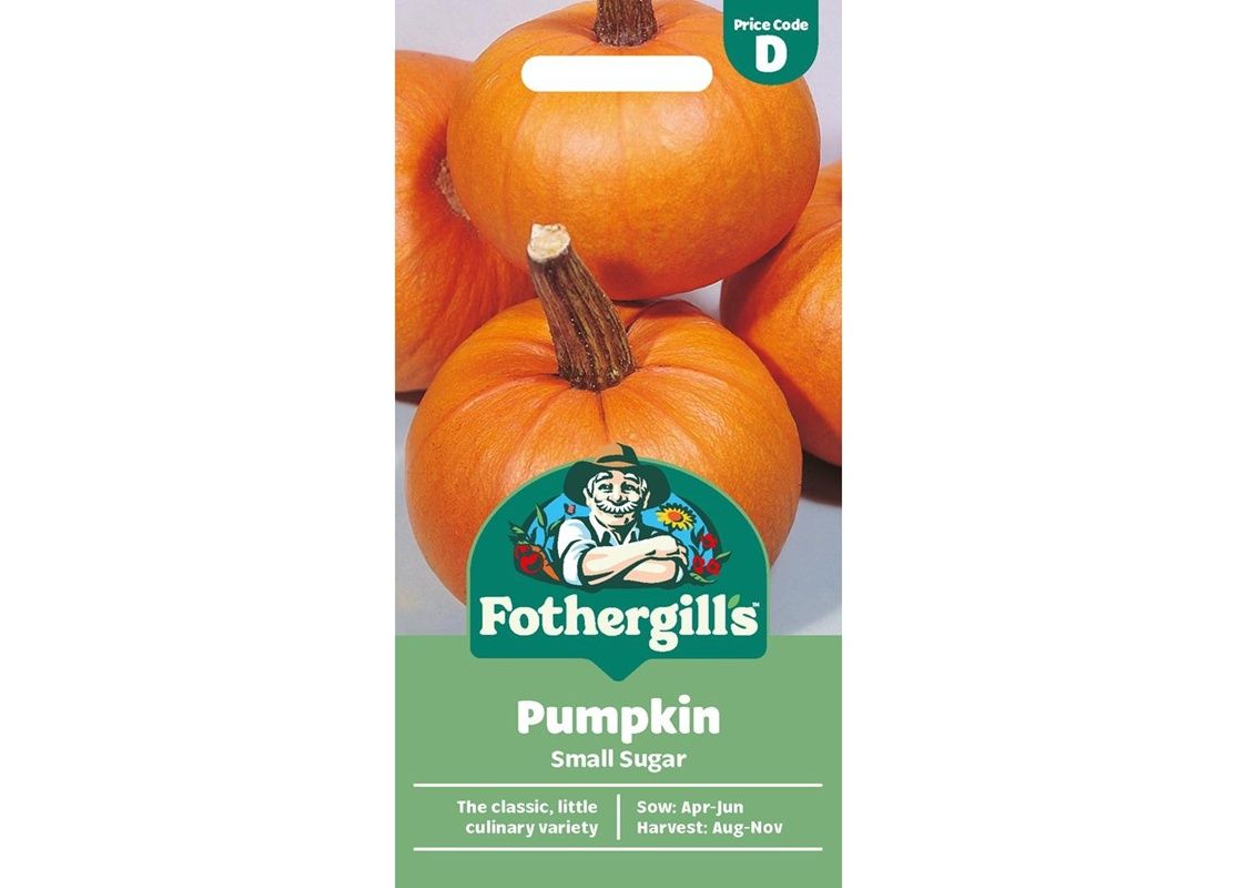 PUMPKIN Small Sugar