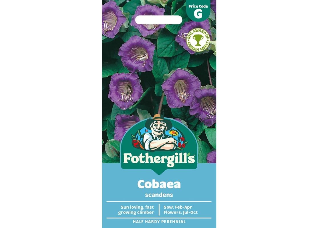 COBAEA Scandens COBAEA Scandens