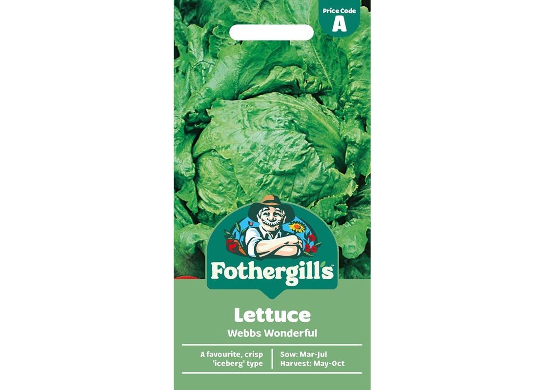 LETTUCE Webbs Wonderful LETTUCE Webbs Wonderful