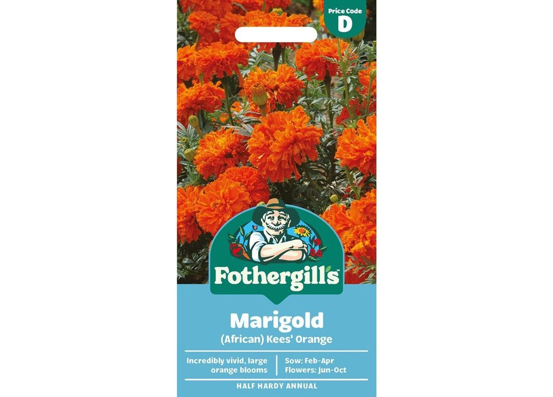 MARIGOLD (African) Kees' Orange MARIGOLD (African) Kees' Orange