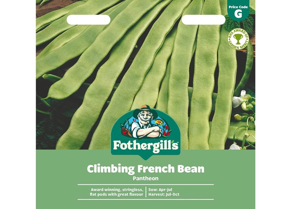 CLIMBING FRENCH BEAN Pantheon CLIMBING FRENCH BEAN Pantheon