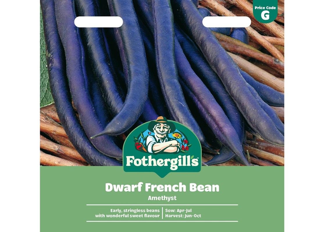 DWARF FRENCH BEAN Amethyst DWARF FRENCH BEAN Amethyst