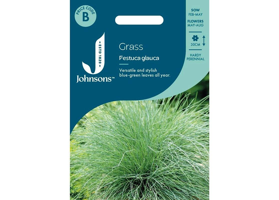 GRASS Festuca glauca GRASS Festuca glauca