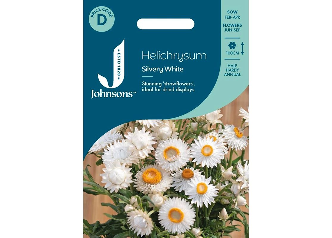 HELICHRYSUM Silvery White