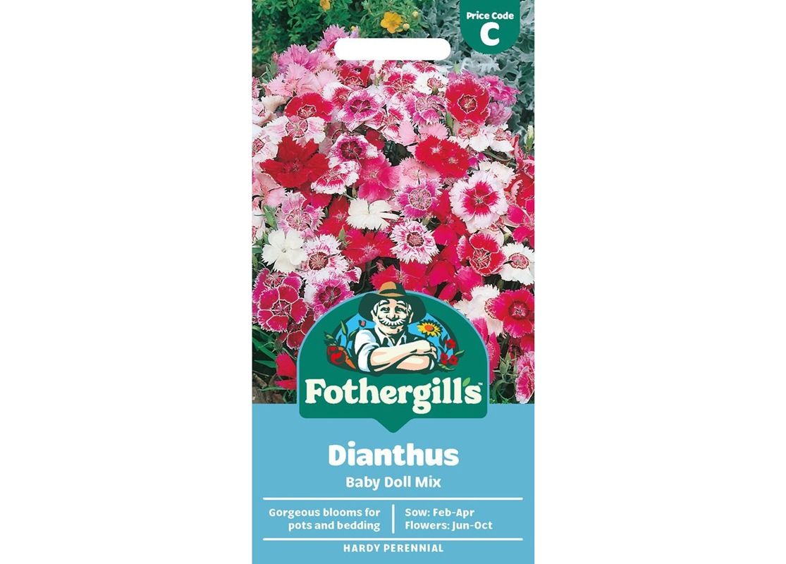 DIANTHUS Baby Doll Mix DIANTHUS Baby Doll Mix