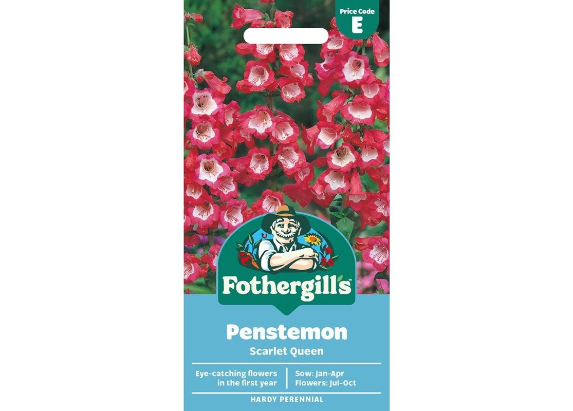 PENSTEMON Scarlet Queen