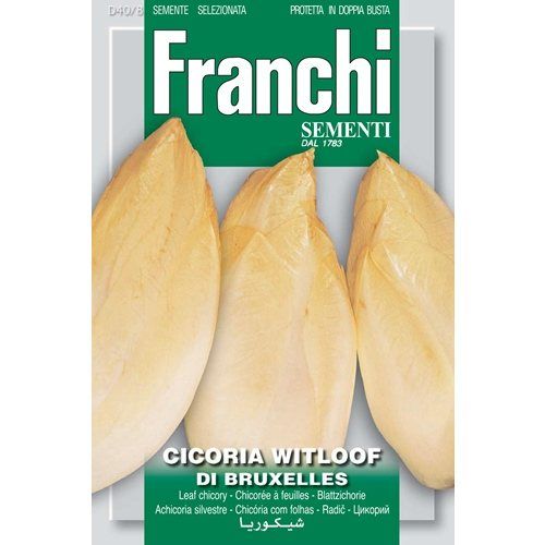 Cicoria Witloof Yellow Chicory Witloof