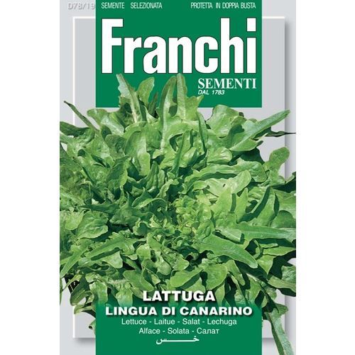Lattuga Lingua Di Canarino lettuce Lattuga Lingua Di Canarino lettuce