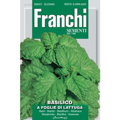 Basilico a Foglie Di Lattuga Basil