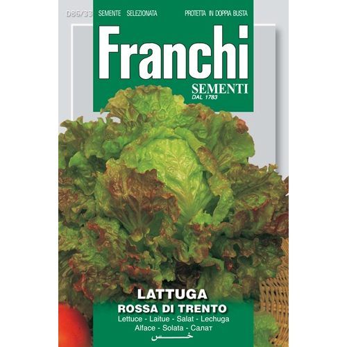 Lattuga Rossa di Trento Lettuce