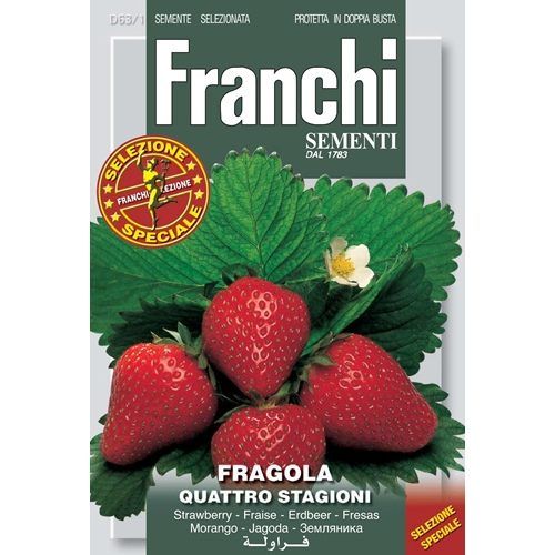 Fragola Quattro Stagioni Strawberry