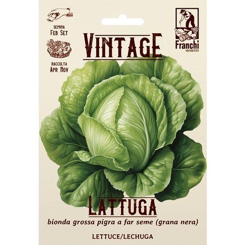 Lettuce Bionds Grossa
