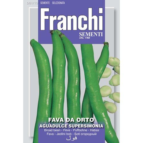 Fava da orto Fava Broad Bean Fava da orto Fava Broad Bean