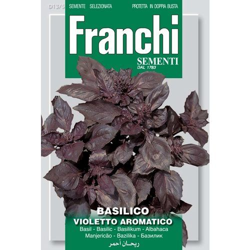 Basilico Violetto aramantico Basil purple (red basil)