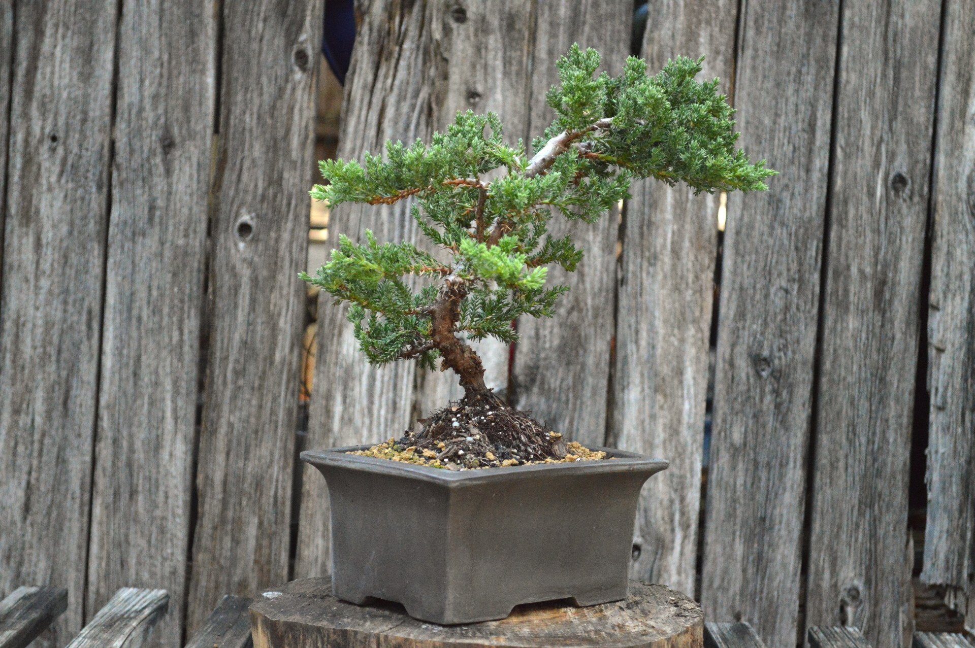 Green Mound Juniper (SCB-20-68)