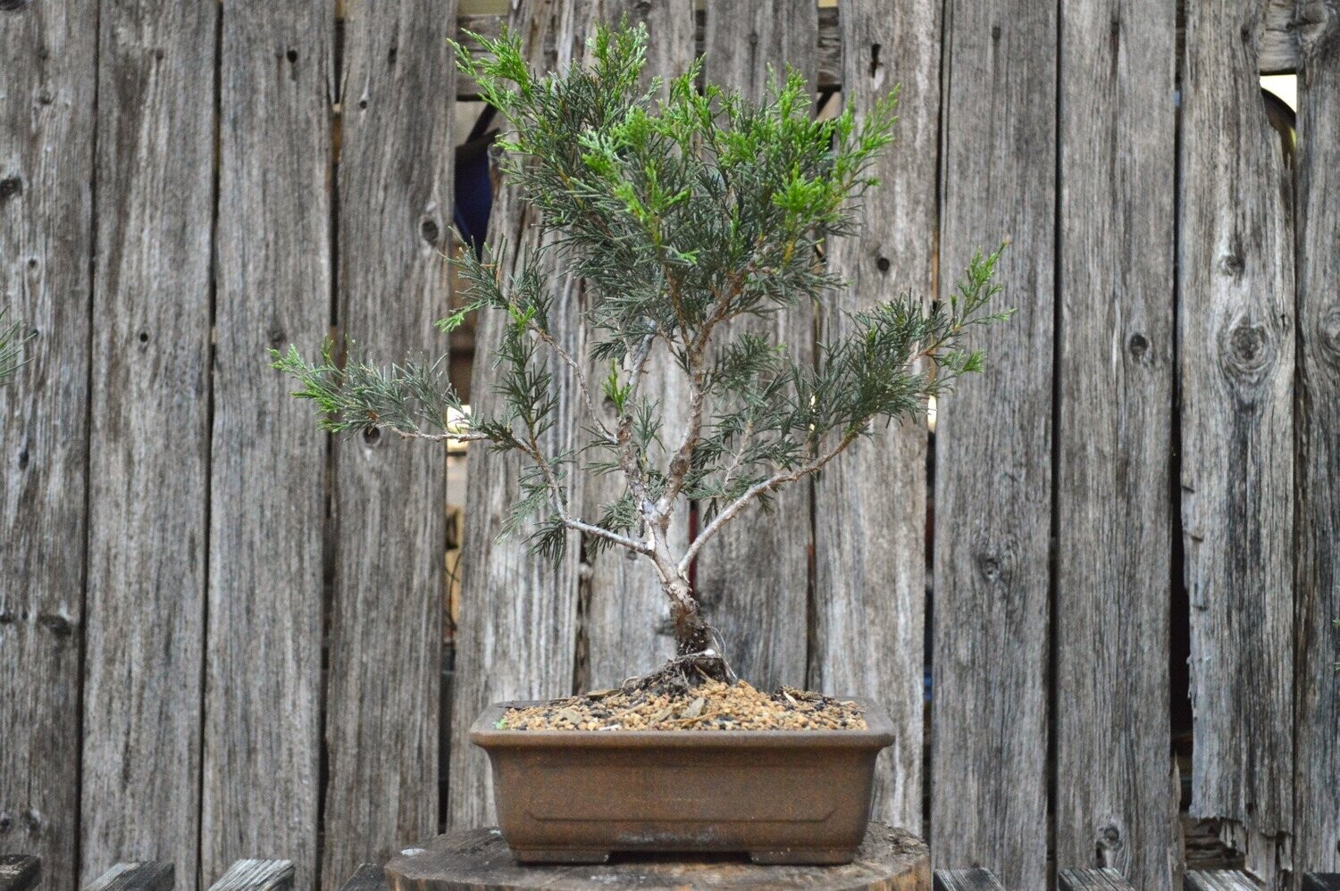 Bonsai Trees Fort Worth, TX 8175343220