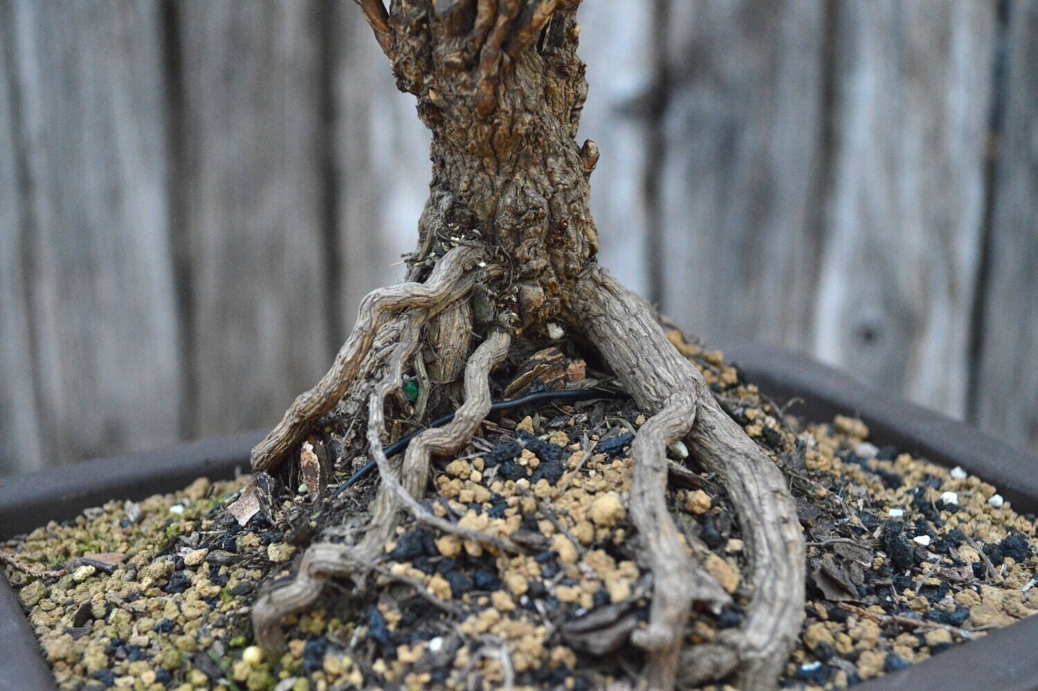 Nandina (SCB-21-06)