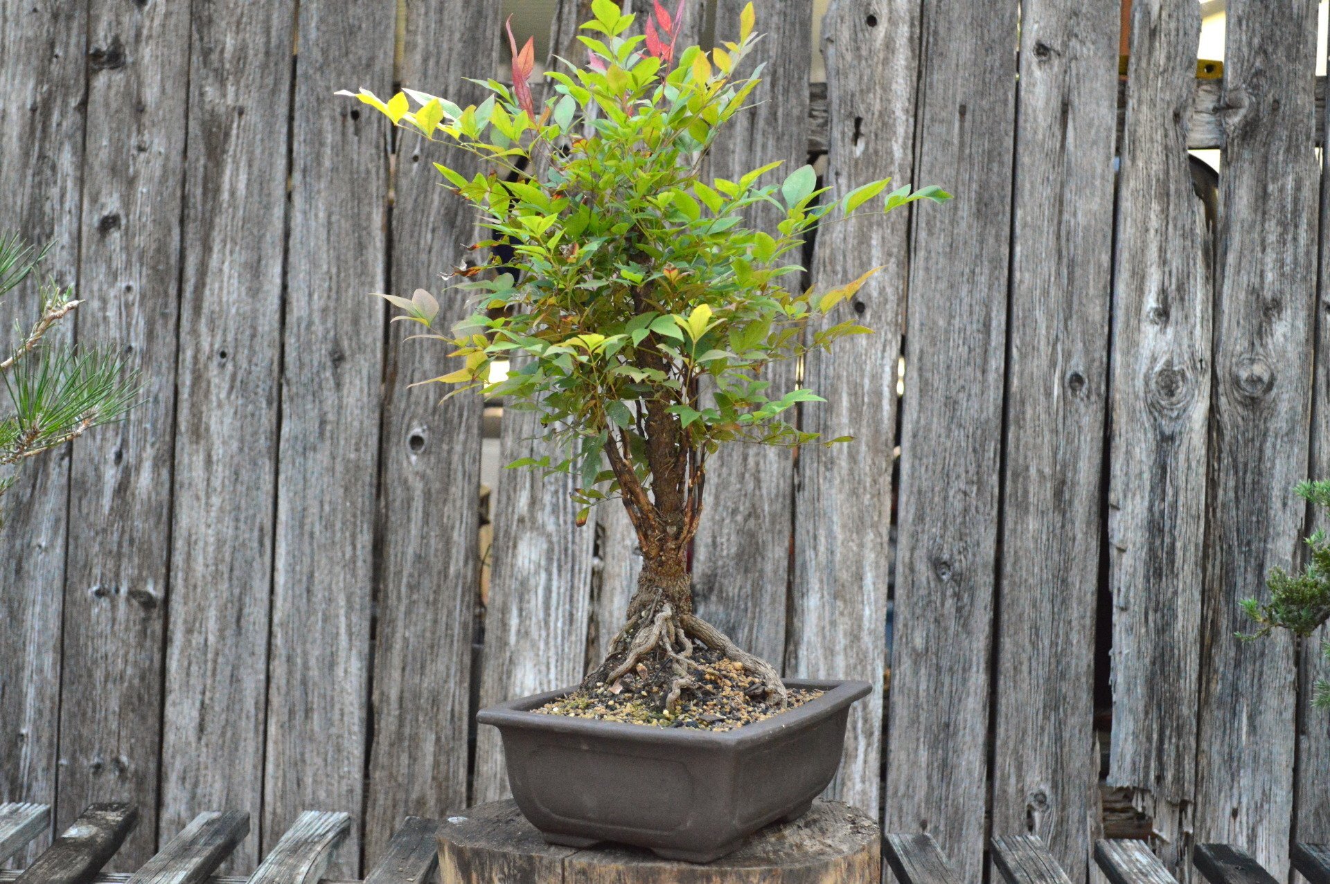Nandina (SCB-21-06)