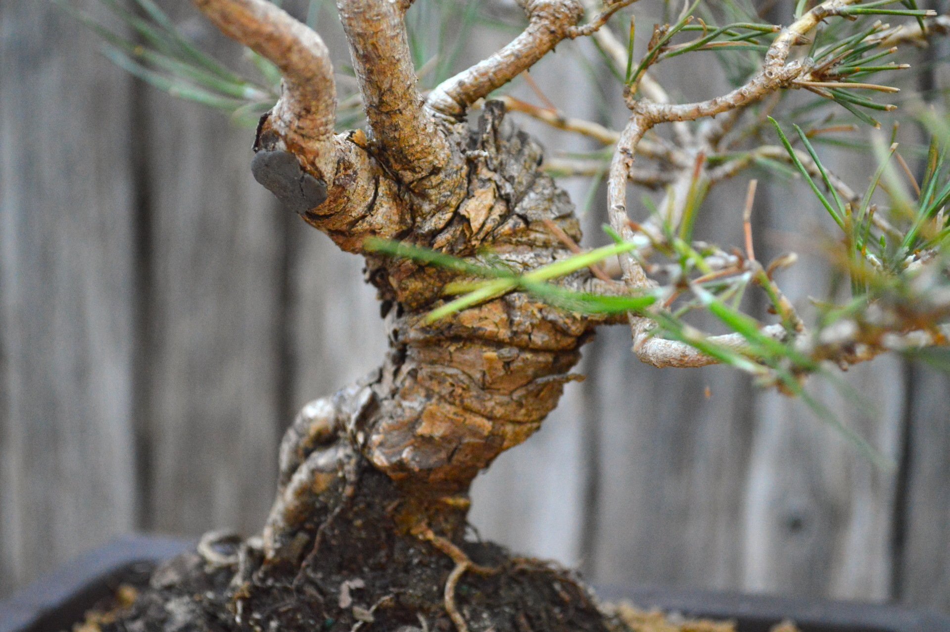 Japanese Black Pine (SCB-21-04)
