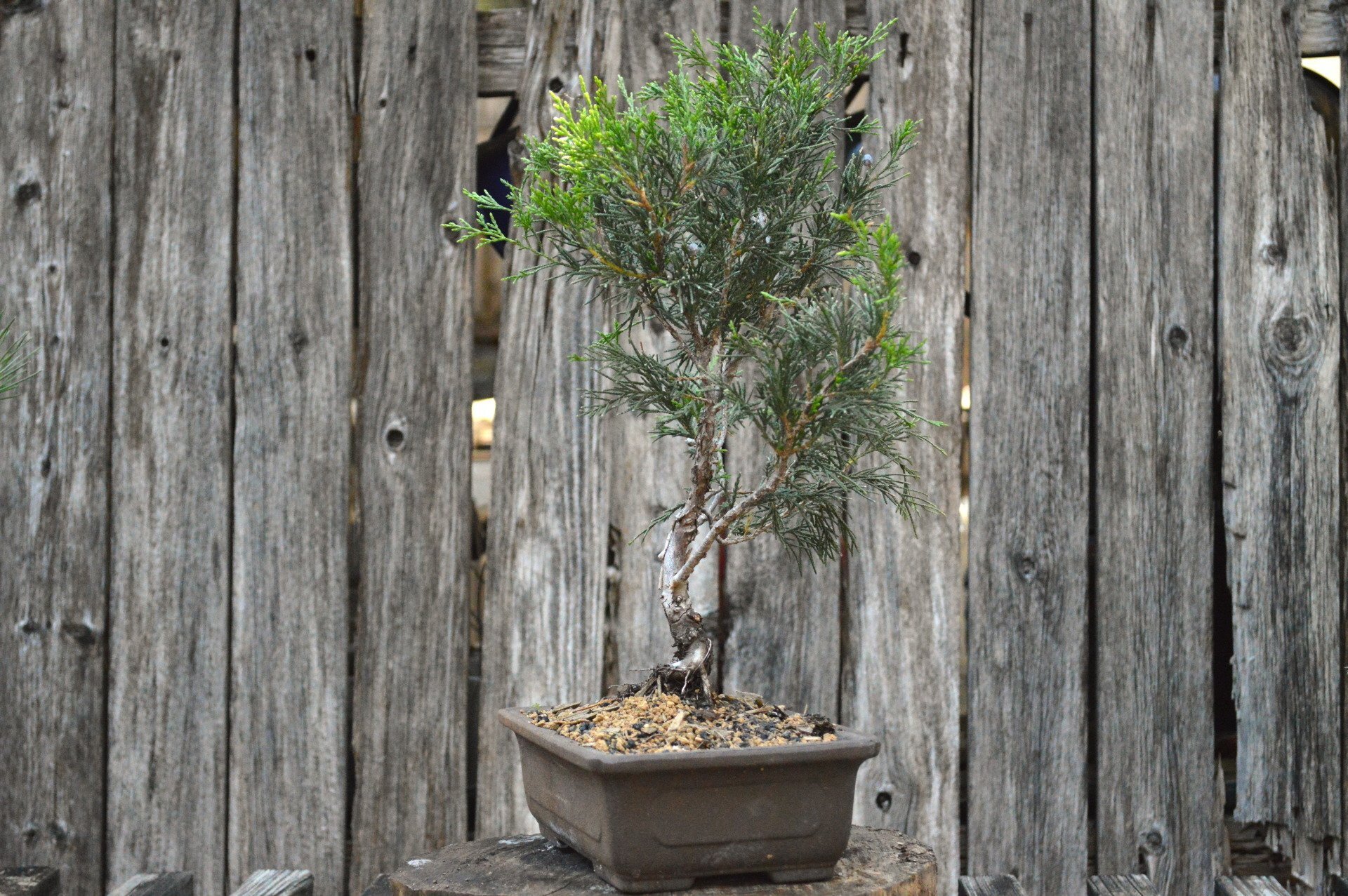 Bonsai Trees Fort Worth, TX 8175343220