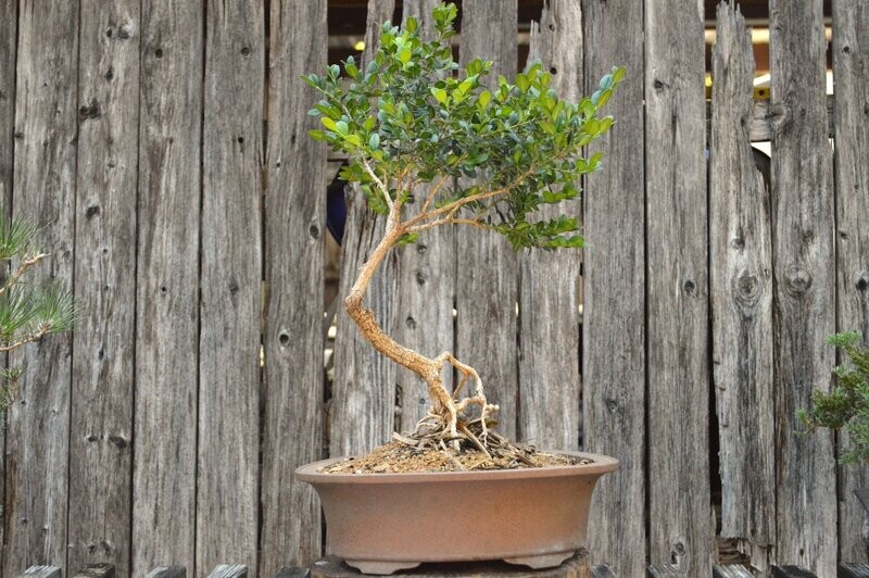 Wintergreen Boxwood (SCB-20-76)