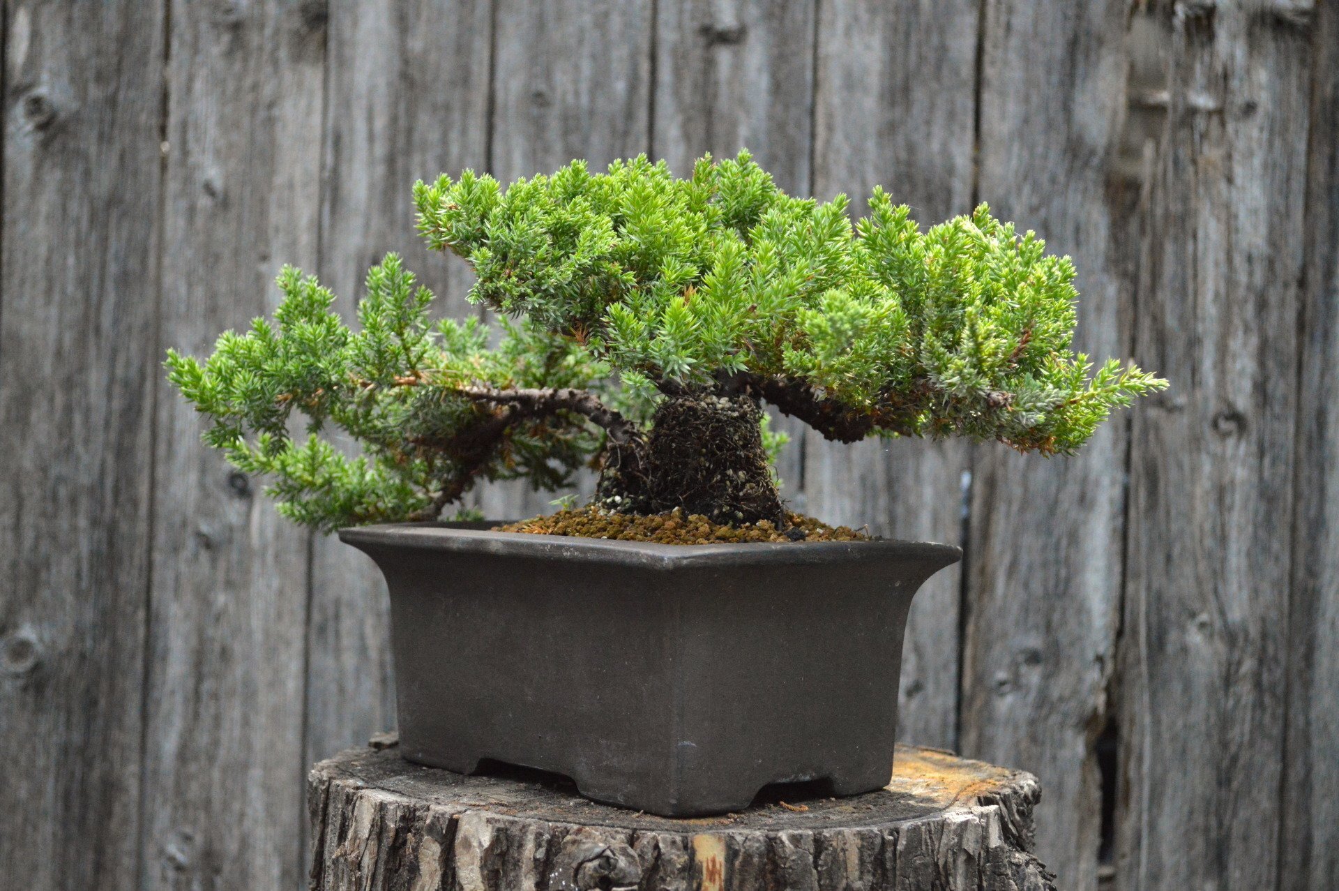 Green Mound Juniper (SCB-21-17)