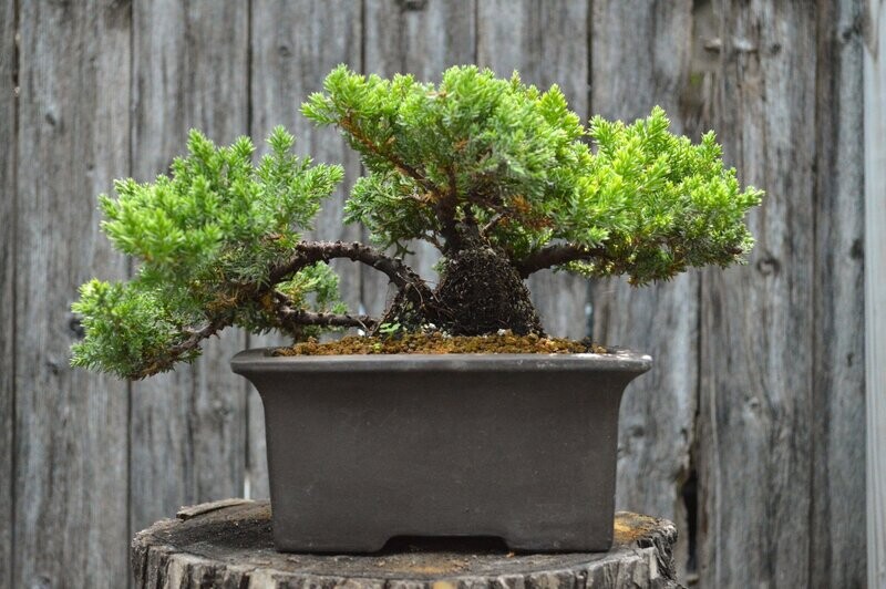 Green Mound Juniper (SCB-21-17)