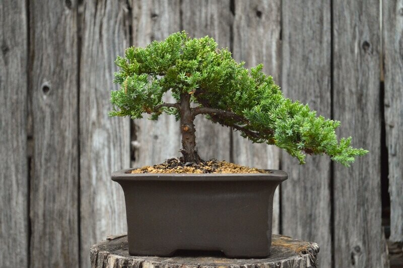Green Mound Juniper (SCB-21-20)