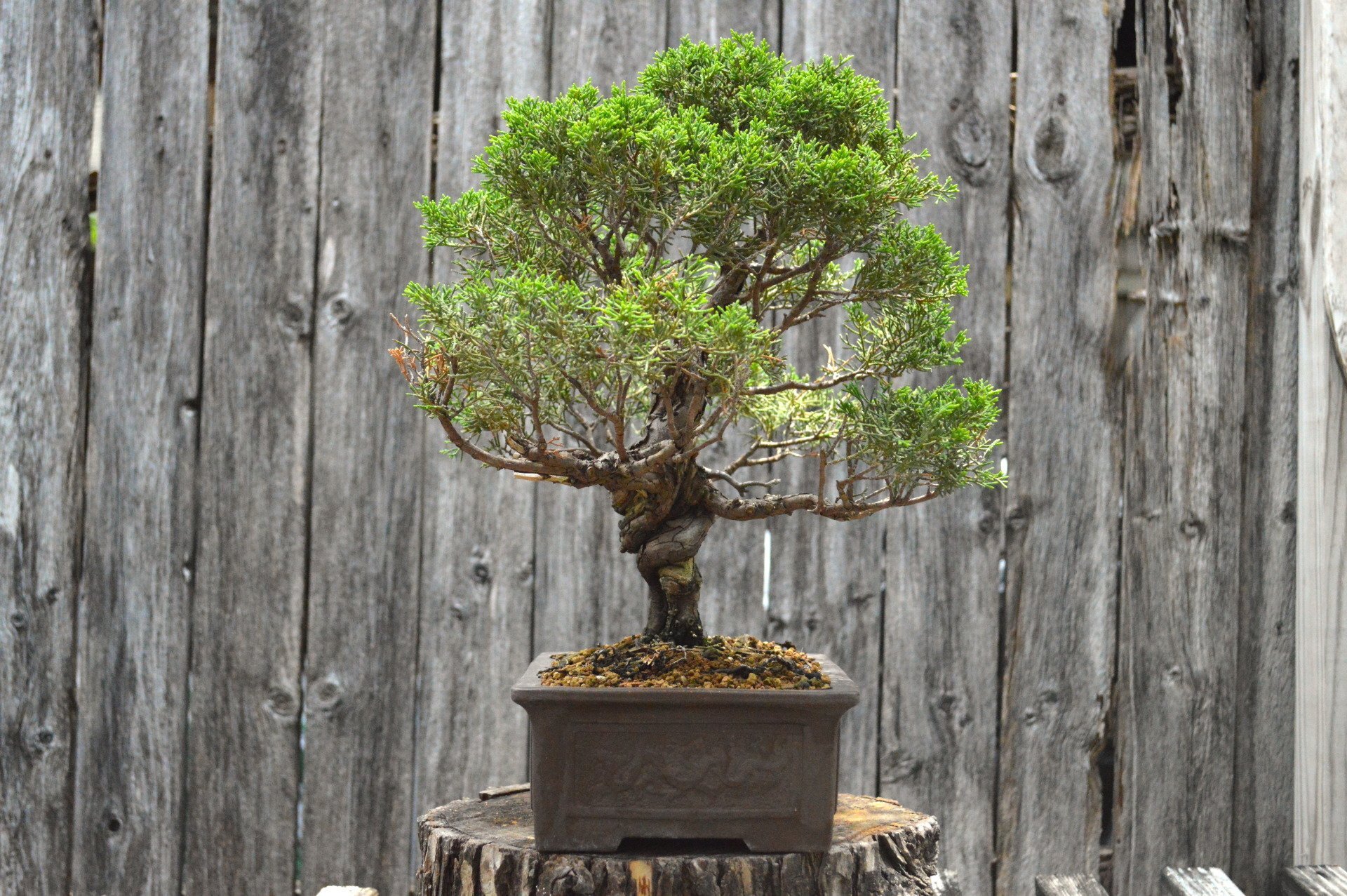 Bonsai Trees Fort Worth, TX 8175343220