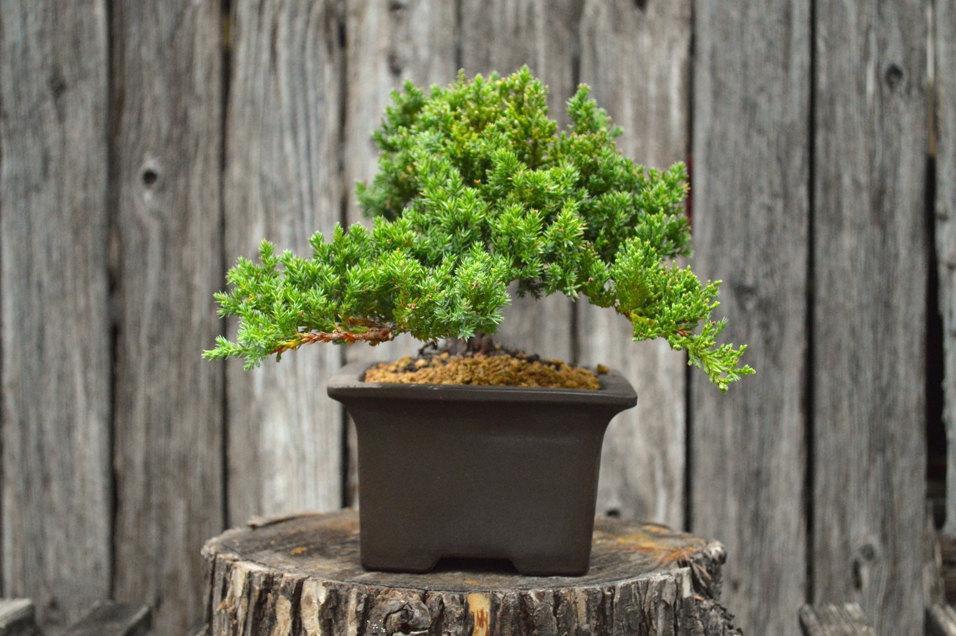 Green Mound Juniper (SCB-21-20)